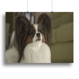 Beautiful male dog Papillon Canvas Print or Poster (Type: Standard Framed Canvas Print, size: 32" x 24" / 80cm x 60cm (approx))