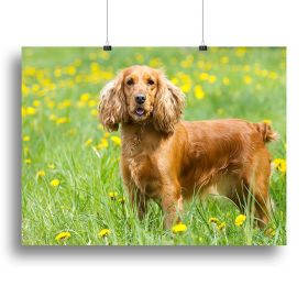 Englishl cocker spaniel on the grass Canvas Print or Poster (Type: Standard Framed Canvas Print, size: 16" x 12" / 42cm x 30cm (approx))