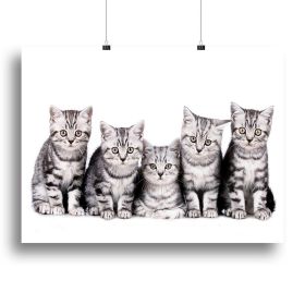 Group of five british shorthair kitten Canvas Print or Poster (Type: Standard Framed Canvas Print, size: 24" x 16" / 60cm x 40cm (approx))