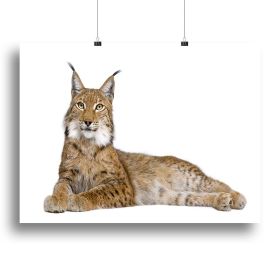 Eurasian Lynx Canvas Print or Poster (Type: Poster Print, size: 32" x 24" / 80cm x 60cm (approx))